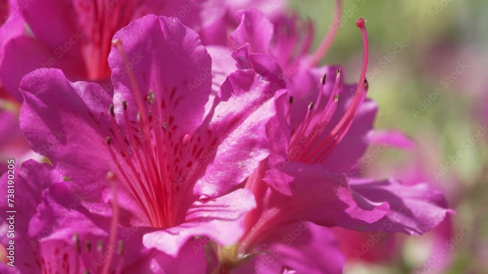 Beautiful flowers of Azalea in spring Beautiful flowers of Azalea in spring