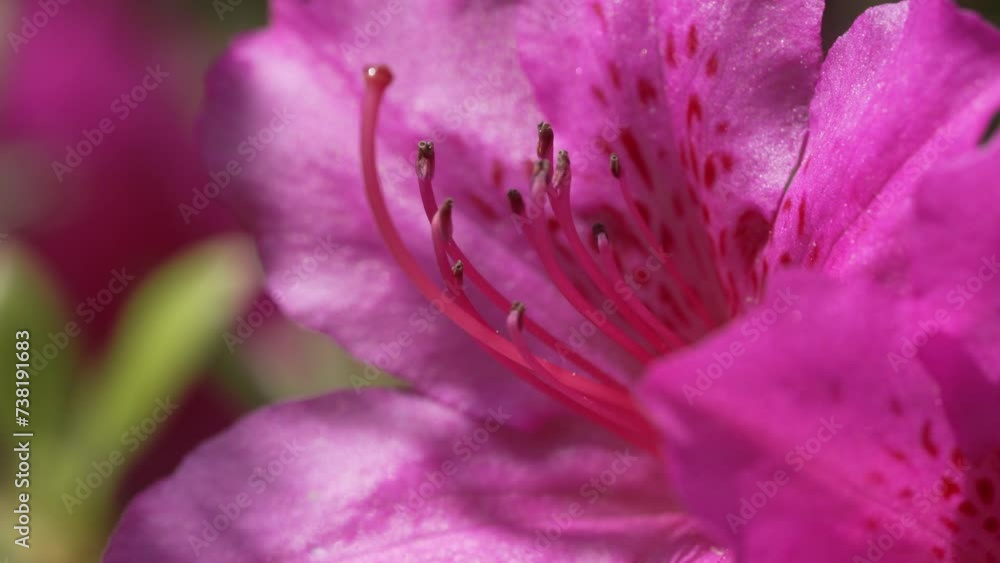 Beautiful flowers of Azalea in spring Beautiful flowers of Azalea in spring