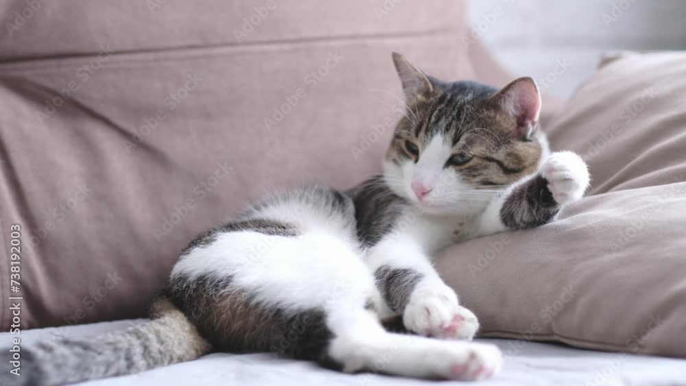 Funny cat lying on brown sofa at home Funny cat lying on brown sofa at home
