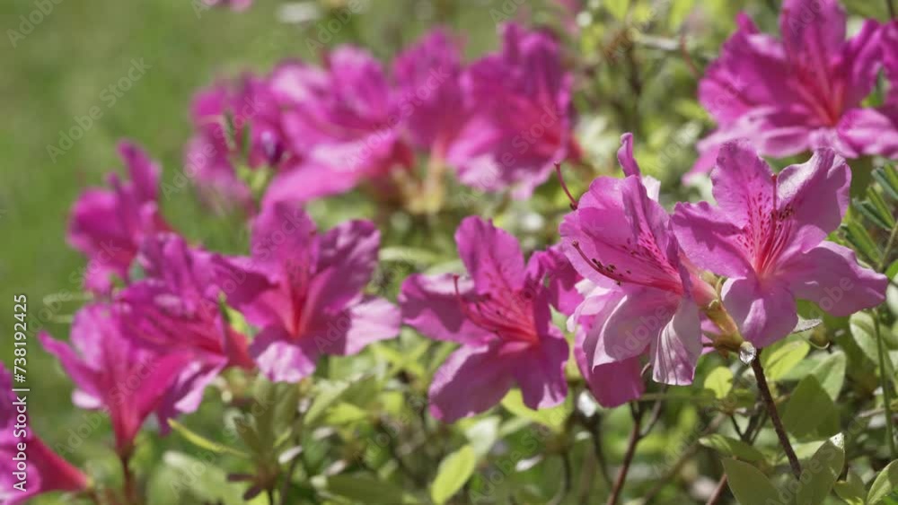 Beautiful flowers of Azalea in spring Beautiful flowers of Azalea in spring