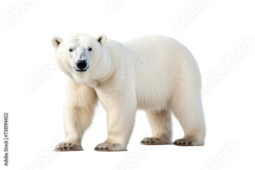 Polar Bear Standing. A polar bear stands tall on a plain Transparent background  showcasing its majesty and powerful presence.