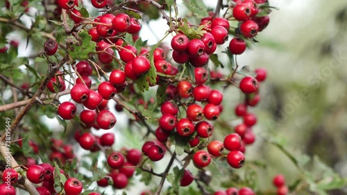  red fruits at the hawthorn in the natue in autumn photo