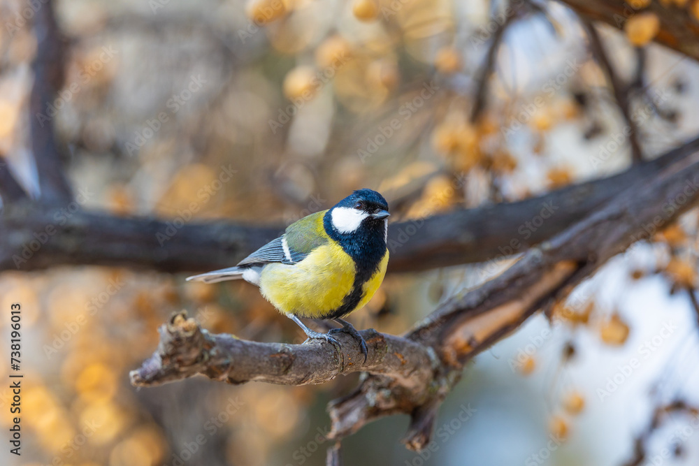 Naklejka premium beautiful yellow and blue colored chickadee on the branch of a tree in the city park