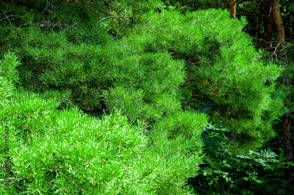 Obraz premium close up of the bright green young coniferous branches. Freshness and 