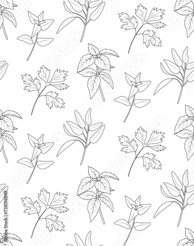 Seamless pattern of green kitchen culinary herbs on white background. Line art style . Oregano  basil  parsley  sage. Vector  