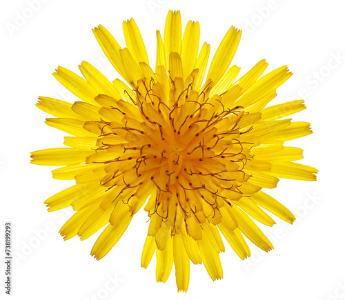 Dandelion yellow flower isolated on white  