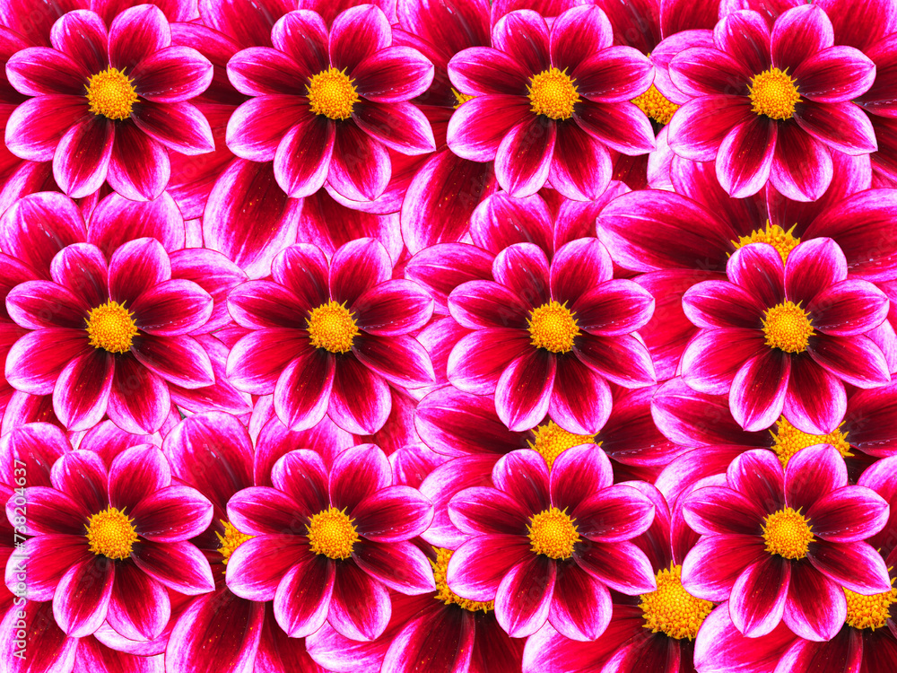 Blumenhintergrund aus Dahlienblüten Blumenhintergrund aus Dahlienblüten