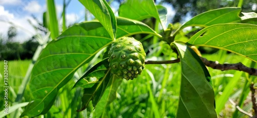 Fresh noni fruits or Morinda citrifolia or buah mengkudu on the tree. Benefits as an antioxidant because it contains high vitamin C. Selective focus photo