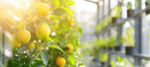 Organic apples growing on tree in greenhouse with copy space for texthealthy fruits concept. photo