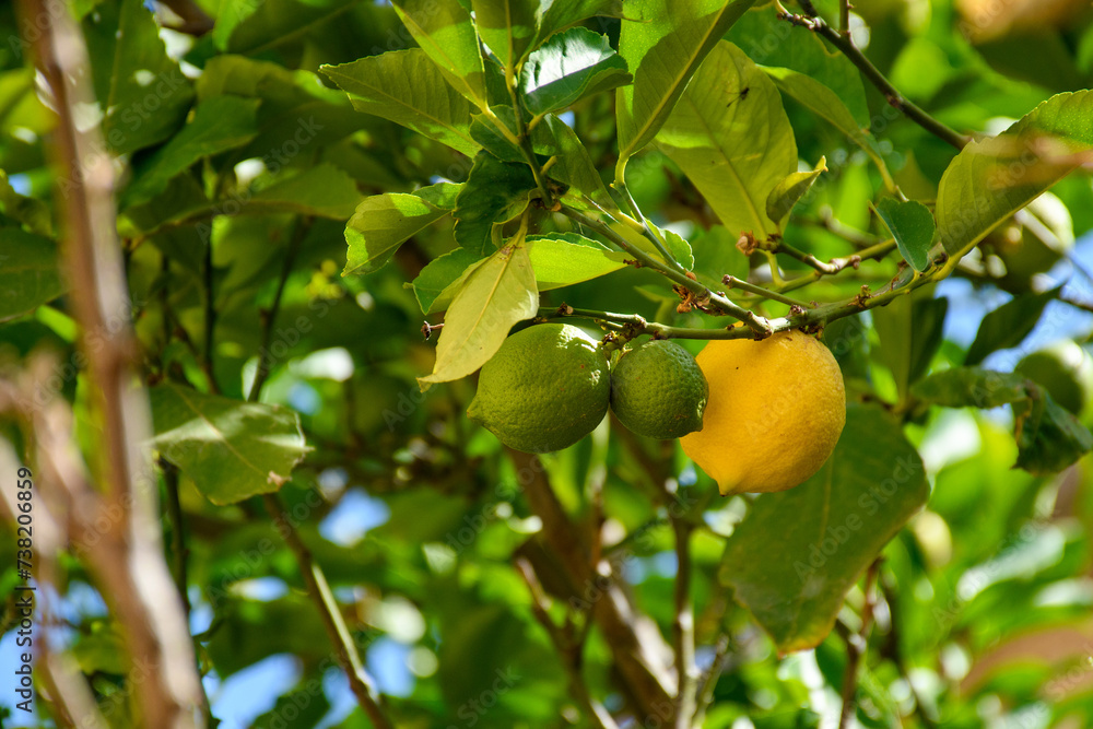 Ripe yellow lemon growing on a lemon tree Ripe yellow lemon growing on a lemon tree