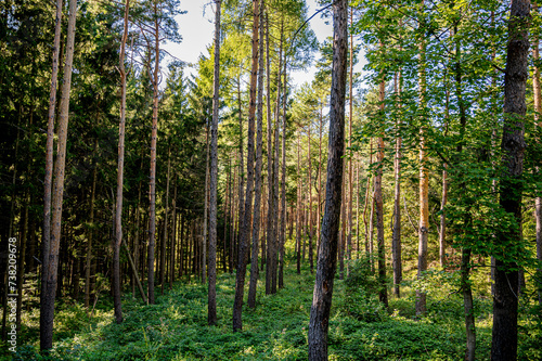 Beautiful summer forest with different trees. Pine forest beautiful background.