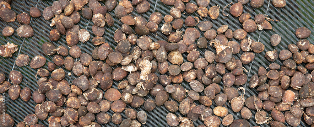 Cupuaçu seed, an exotic Amazonian fruit, drying in the shade, for the ...