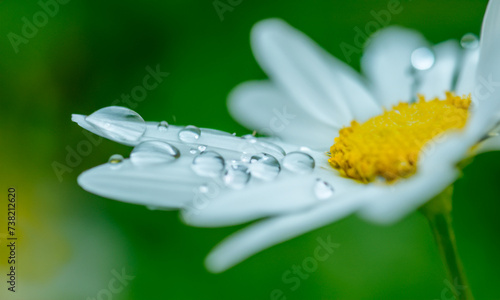 daisy in dew