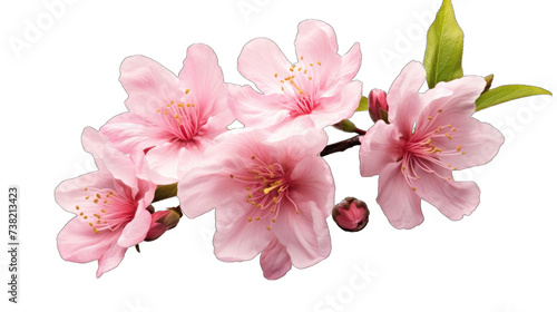 Almond pink spring png / transparent © msroster