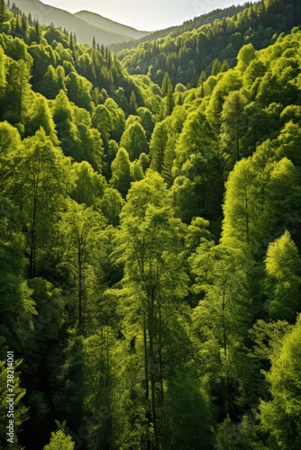 An aerial view of a lush green forest with bright sunlight shining through the trees