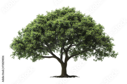 Majestic Tree With Green Leaves. A large tree with lush green leaves stands tall against a clean Transparent background, creating a striking and captivating image.