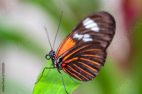 Closeup macro view of tropical butterfly of jungle - Heliconius melpomene rosina, Papilio lowi, Papilio demoleus, Monarch butterfly (danaus plexippus) on the green leaves. photo