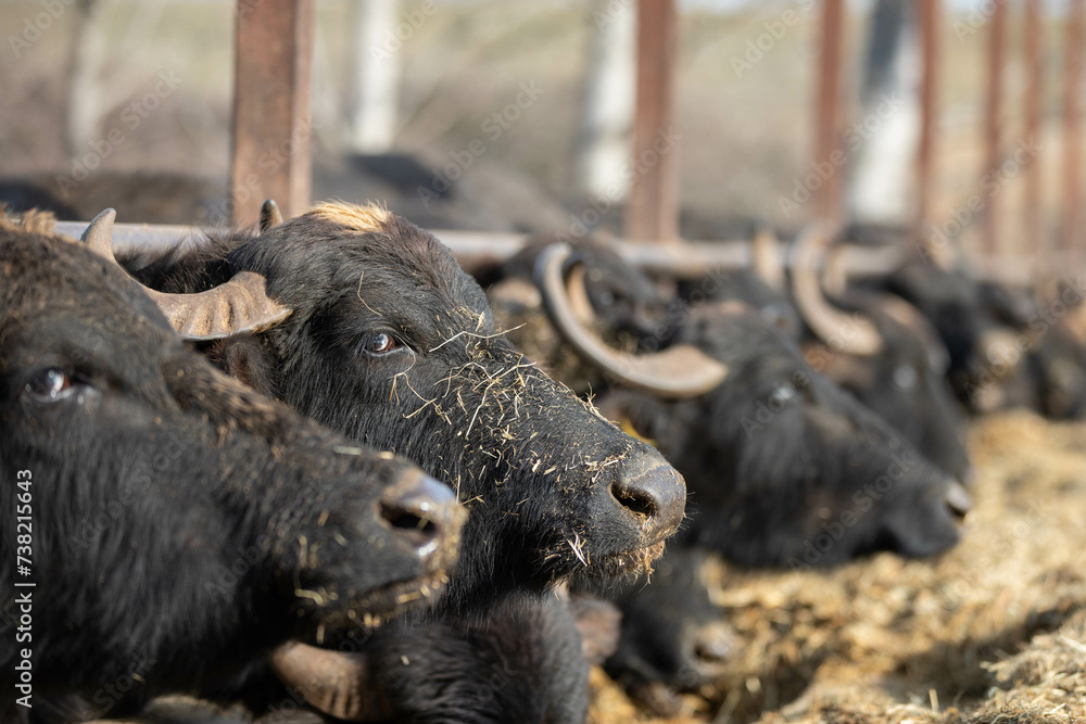 Fototapeta premium Rinder