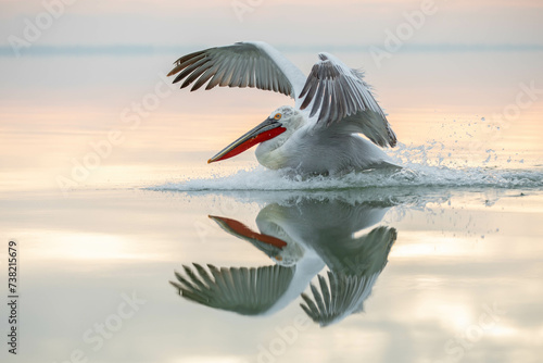 Pelikan Spieglung zum Sonnenaufgang