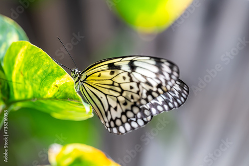 Closeup macro view of tropical butterfly of jungle - Heliconius melpomene rosina, Papilio lowi, Papilio demoleus, Monarch butterfly (danaus plexippus) on the green leaves.