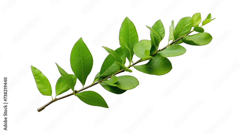 A fresh green Curry Lea png / transparent A fresh green Curry Lea png / transparent