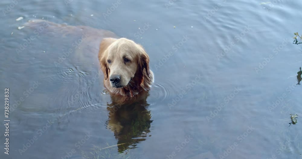 Dog playing in the river.Slow motion of a playful pedigreed Golden Retriever dog is swimming in the river. Dog playing in the river.Slow motion of a playful pedigreed Golden Retriever dog is swimming in the river.