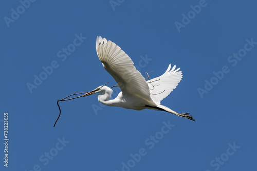 Φωτογραφία Great egret (Ardea alba) in flight