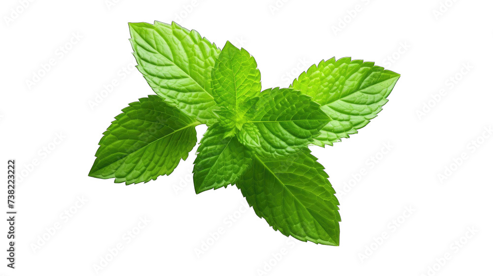 a fresh mint png / transparent a fresh mint png / transparent