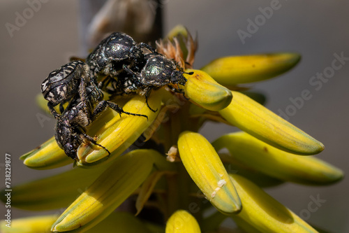 Mediterranean Spotted Chafer, Oxythyrea funesta, also known as Barbary Beetle on yellow flowers of Aloe Vera, Fuerteventura photo