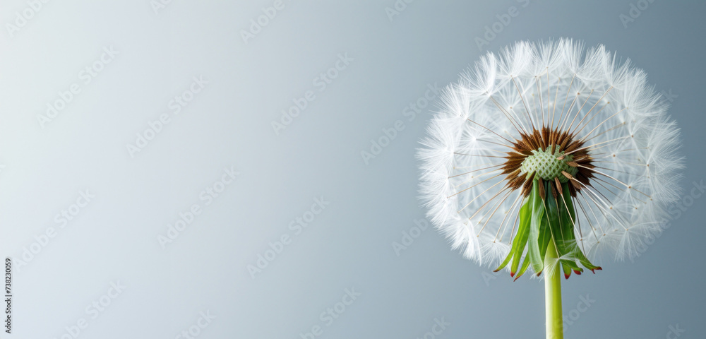 Captured in a photo studio, a pristine white dandelion represents purity and mobility against a light grey backdrop