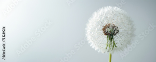 Soft grey studio background accentuates the purity and mobility of a white fluffy dandelion