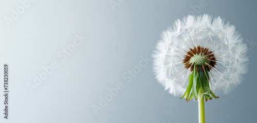 Captured in a photo studio  a pristine white dandelion represents purity and mobility against a light grey backdrop