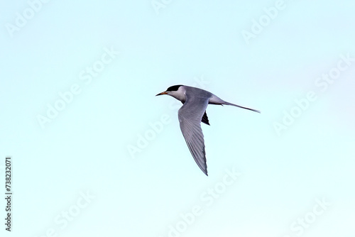 The common tern (Sterna hirundo) in flight