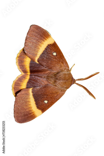 Oak eggar or Lasiocampus Quercus is a common moth in european countries photo
