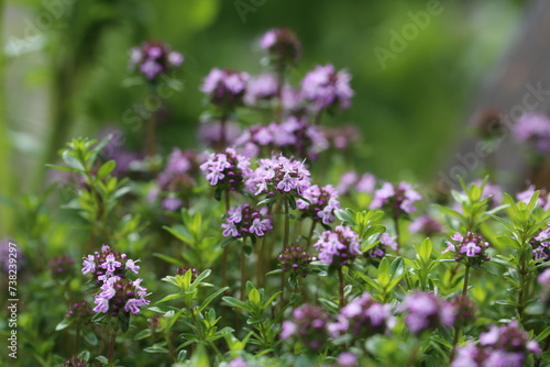 I love thyme. These small fragrant flowers. In fact  this thyme grows in a pot near the house.