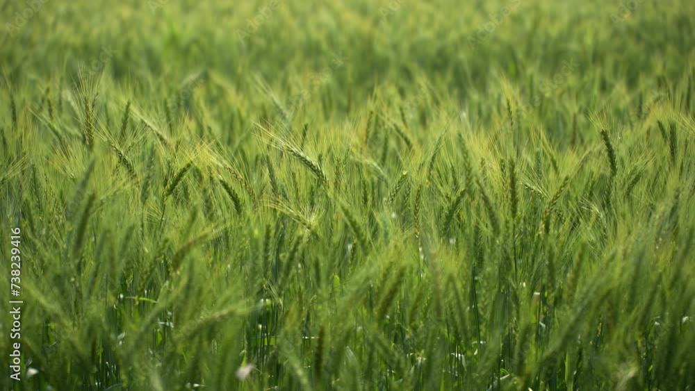 Tranquil beauty of a Nepalese wheat field nestled in the lap of Surkhet valley's majestic mountains. Wheat plants sway gently in the breeze, creating a serene and picturesque rural landscape Tranquil beauty of a Nepalese wheat field nestled in the lap of Surkhet valley's majestic mountains. Wheat plants sway gently in the breeze, creating a serene and picturesque rural landscape