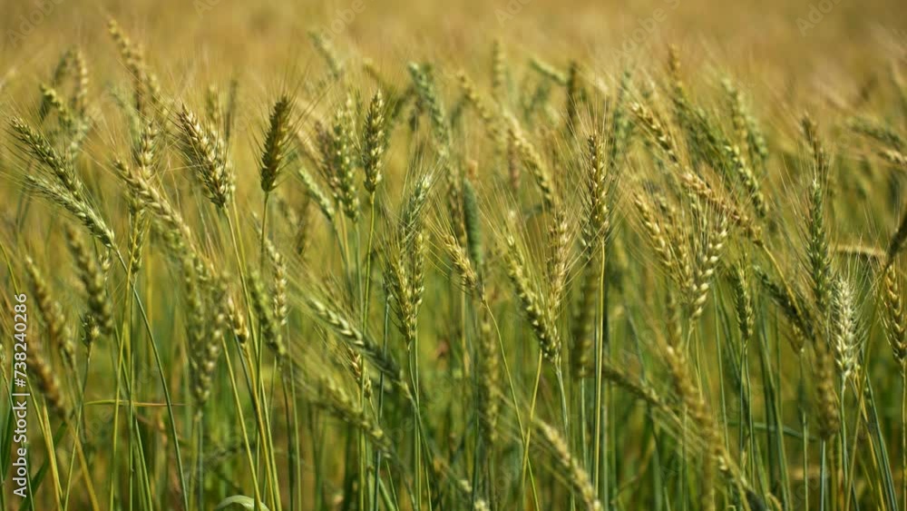 Wheat field. Wheat plants sway gently in the breeze, creating a serene and picturesque rural landscape. Wheat field. Wheat plants sway gently in the breeze, creating a serene and picturesque rural landscape.