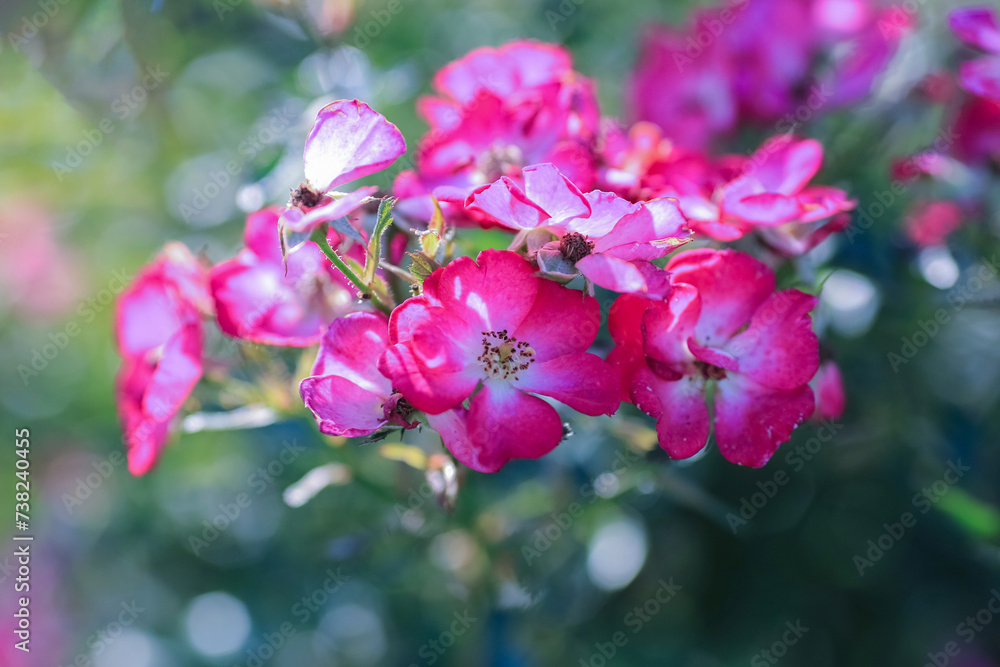 Obraz premium Summer background with blooming rose