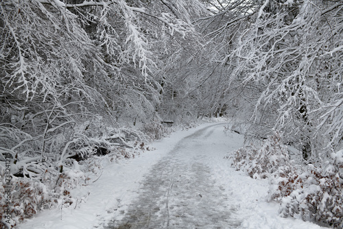 Snow-Clad Trees Arching Over a Secluded Forest Path
