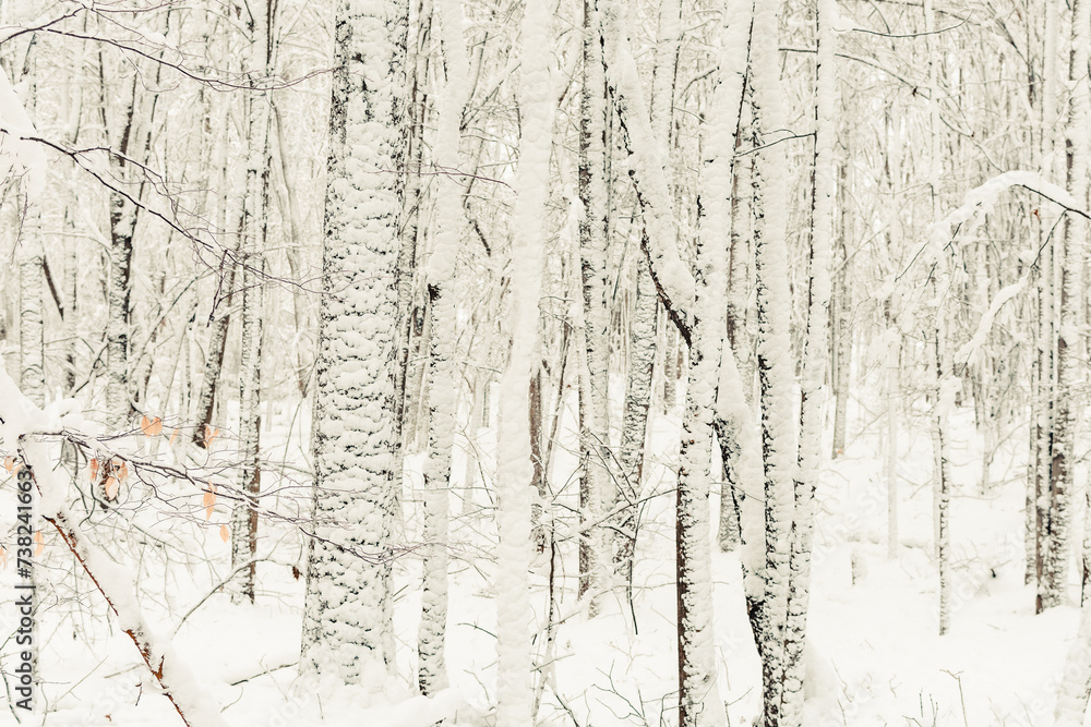 Obraz premium Snow covered tree trunks