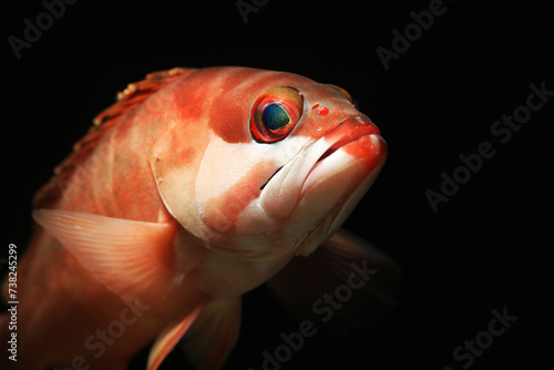 Subadult blacktip grouper (Epinephelus fasciatus) fish face close up photo