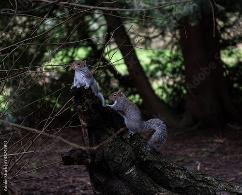squirrel in the wood forest © tom