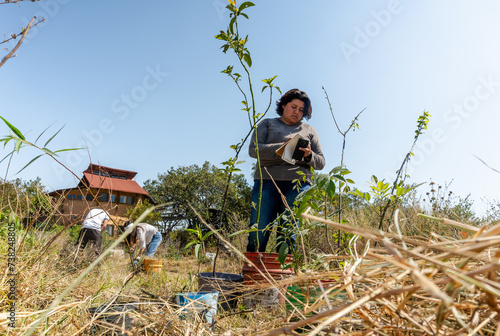 Tablou pe pânză Young ecologist using smartphone to identify and classify trees concept of Comm