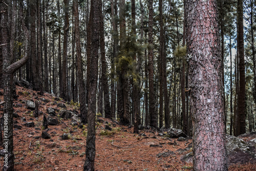 Pine tree forests in Devil's Staircase Road, Kalupahana, Sri Lanka.