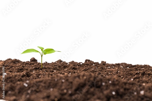 Young Plant Isolated White 2