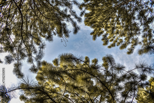 Pine tree forests in Devil s Staircase Road  Kalupahana  Sri Lanka.