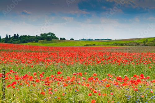 Poppy field landscape