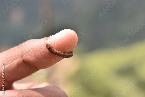 A leech on a hand in Devil's Staircase Road, Kalupahana, Sri Lanka.