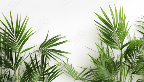 Bamboo Palm leaves isolated  white background