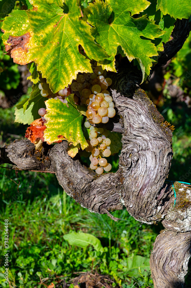 Ripe ready to harvest Semillon white grape on Sauternes vineyards in Barsac village affected by Botrytis cinerea noble rot, making of sweet dessert Sauternes wines in Bordeaux, France